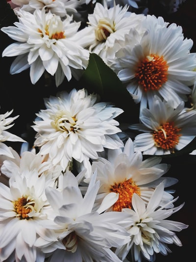 选择聚焦摄影的白色菊花盛开
